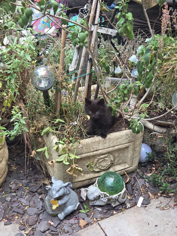KITTENS FORSALE X2 FEMALE 1 MALE
