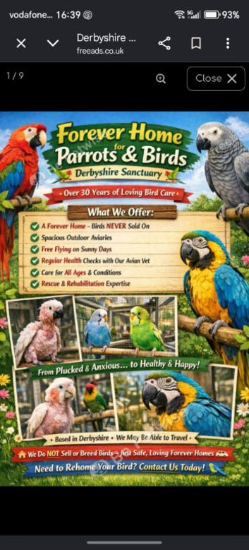 Forever home for any parrot & birds