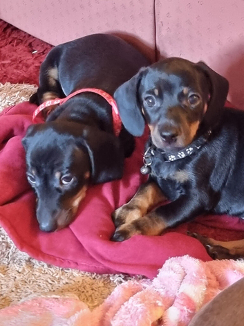 4 adorable dachshund  puppies
