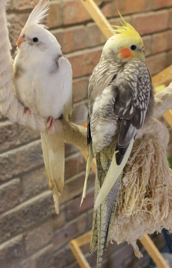 Young cockatiels