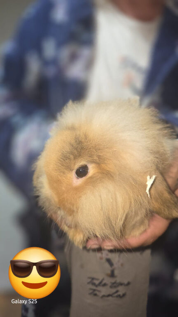 3 lionhead and 2 lop