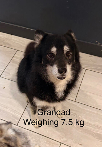 little Pomsky&rsquo;s puppies small 3 girls 2 boys reduce in price