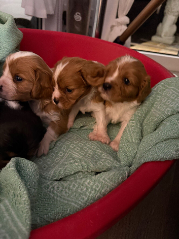 King Charles puppies