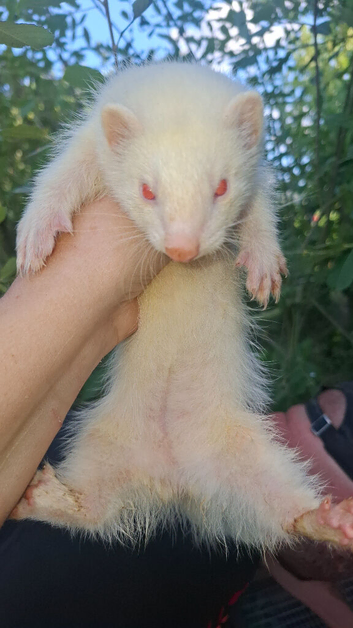 Sable and albino hobs for sale