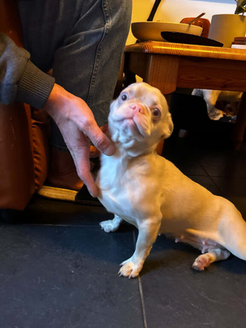 Frenchie cross female pink tan and frenchie pup need home if possible this weekend