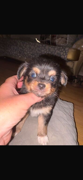 4 Lovely Chihuahua puppies