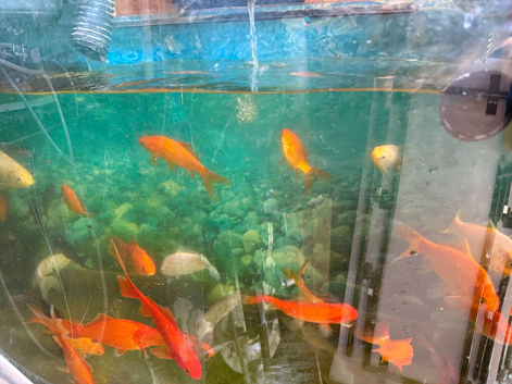 A selection of Gold Fish for sale