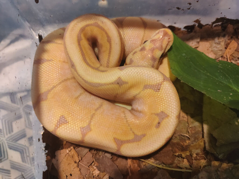 Royal python babies for sale cb26