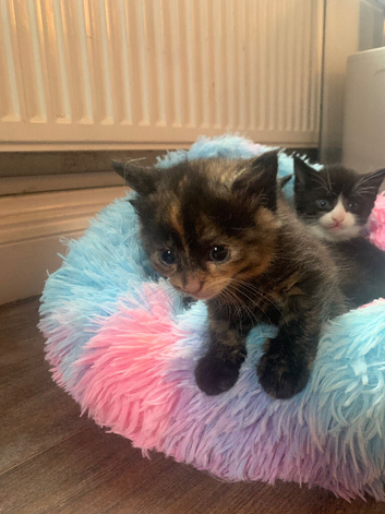 Kittens Ready In 3 Weeks