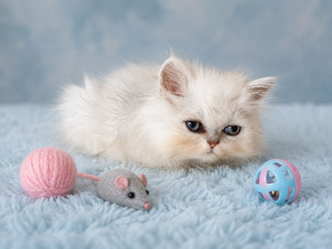 Silver chinchilla Persian looking for his pawfect lap !
