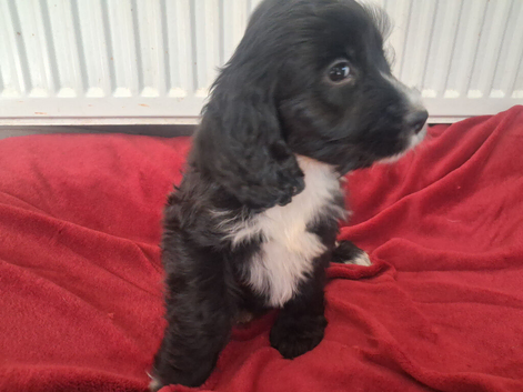 Cockapoo F1b Puppies READY NOW BOYS ONLY