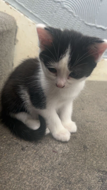 Kittens for sale