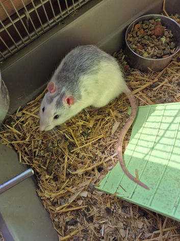2 boy rats