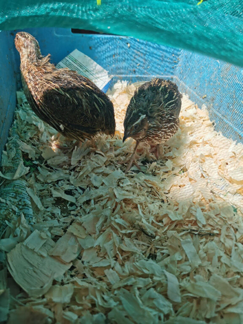 Quail