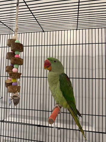 Beautiful alexandrine female parrot