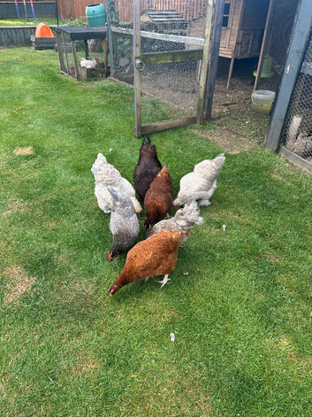 Laying hens for sale