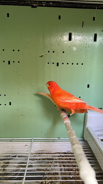 Canaries for sale