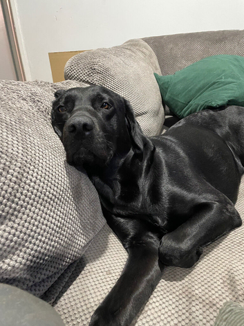 Labrador retriever looking for his forever home