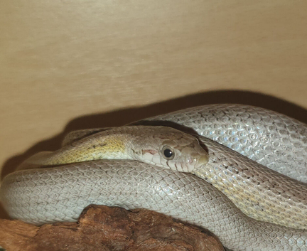4ft male lavender corn