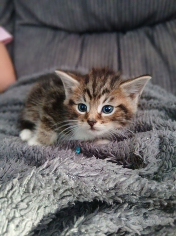 Beautiful cross kittens