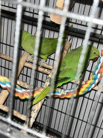 2 green ring neck parrots for sale 1 boy and 1 girl pair