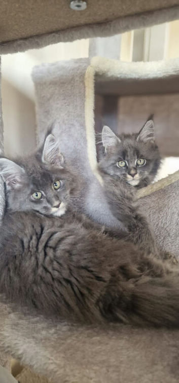 Stunning Maine Coon Kittens &ndash; Ready Now &ndash; &pound;1000