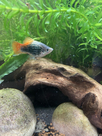 2x male platys and a female goldust lyre tail Molly free to a good home