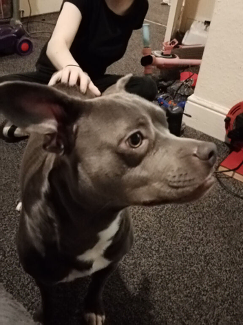 Staff cross French bulldog
