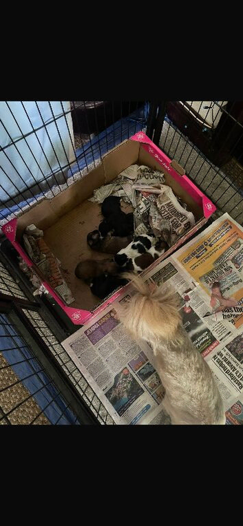Lhasa cross shihtzu puppies
