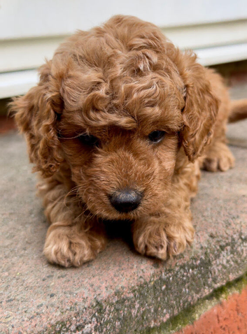 Gorgeous Cavapoo Puppies Ready to Steal Your Heart