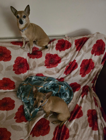 Mum and Daughter, small dog breed.
