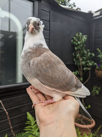 Young fancy pigeons available!