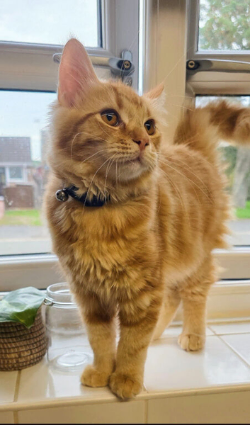 Cats ready for a new home