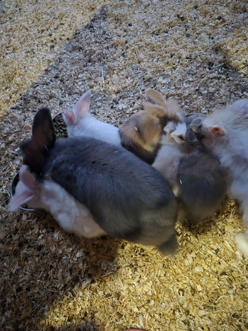 Lionhead x dutch