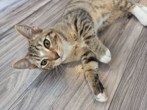 Kittens ready now