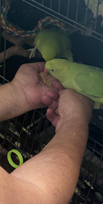 Indian ring neck for sale