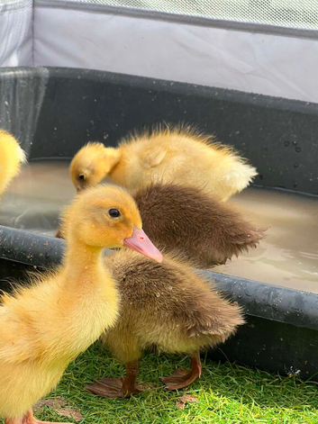 Week old ducklings