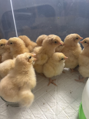 Buff Orpington (Large Fowl) unsexed chicks