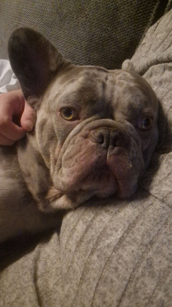 Frenchie FOR STUD!