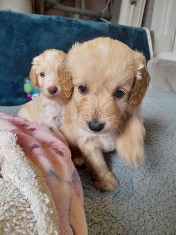 Gorgeous Cockapoo pups