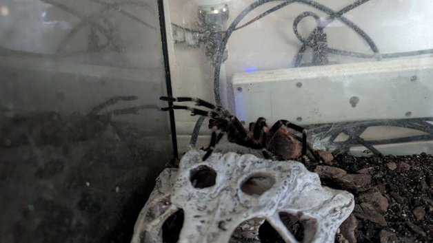 Vitalius chromatus MM