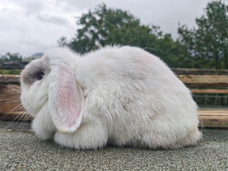 Various Mini Lops