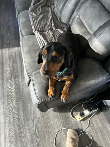 Gorgeous 1yr old male