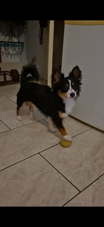 Teddy the jackchi stud