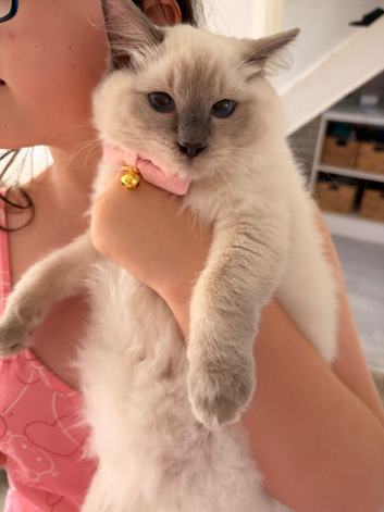 Gorgeous pedigree female ragdoll