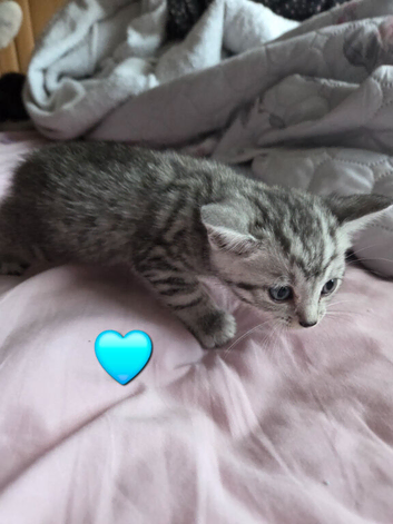 Stunning kittens ready end of June