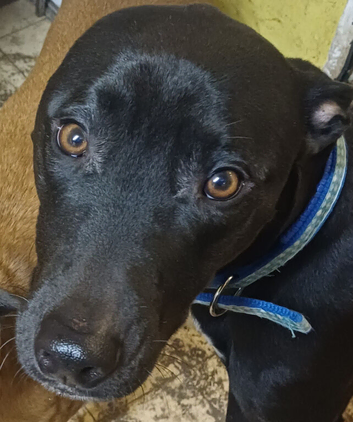 Reggie needs to find his new home