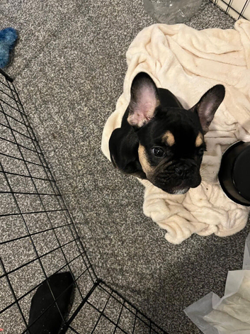 Male French Bulldog Puppy Looking for His Forever Home
