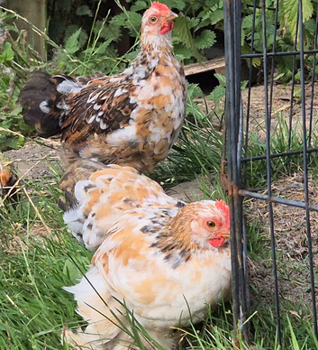 Millifleur pekin bantem cockerils
