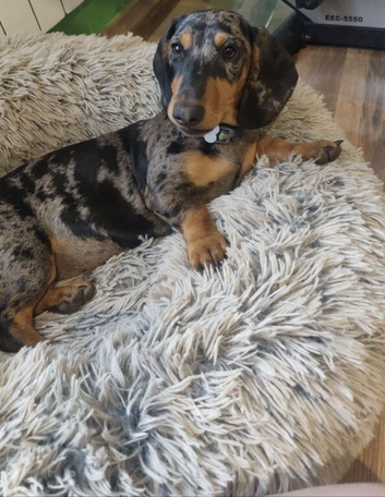Dachshund